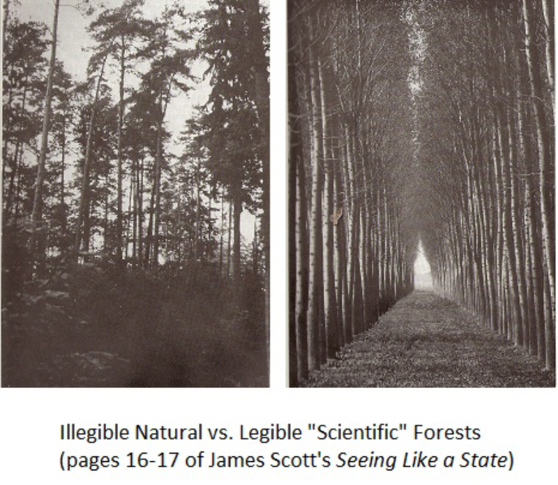 3_scientific_forest.jpg