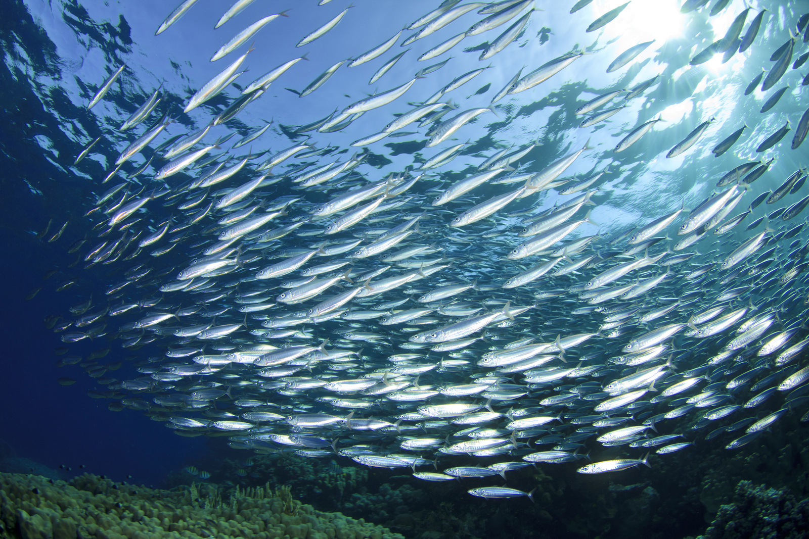 Sardine School in the Red Sea